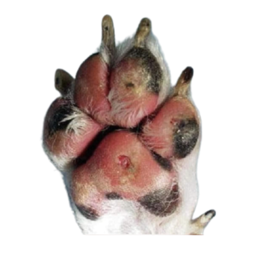 A dog paw with burns and cracked pads