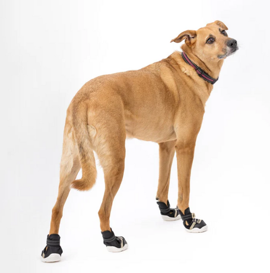 Are Dog Boots Necessary for Hiking