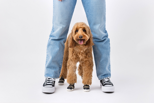 Can Dogs Walk without Shoes?