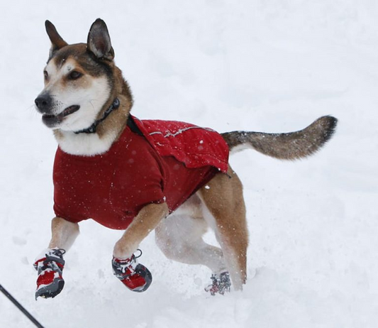  Do Dogs need shoes for snow