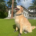 Do dog shoes protect from heat