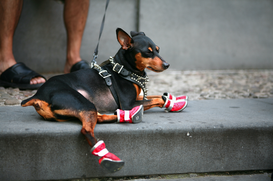 How to Make Dog Shoes