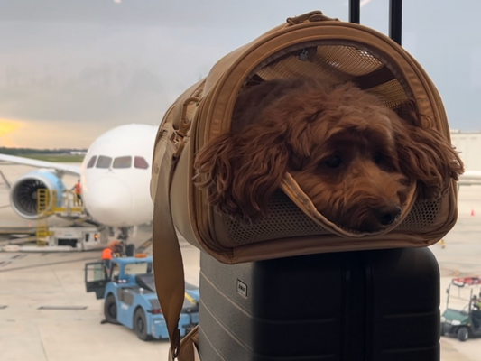 dog at airport in carrier bag