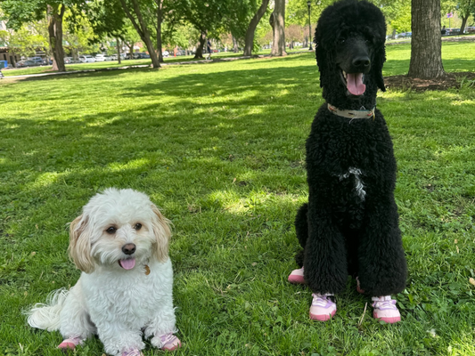 white dog in pink shoes and a black poodle in pink shoes