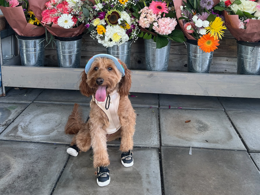 dog with hat and shoes on in front of flowers