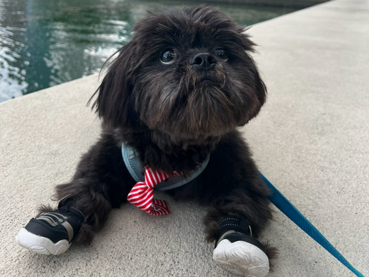 black dog with black shoes on and a red tie