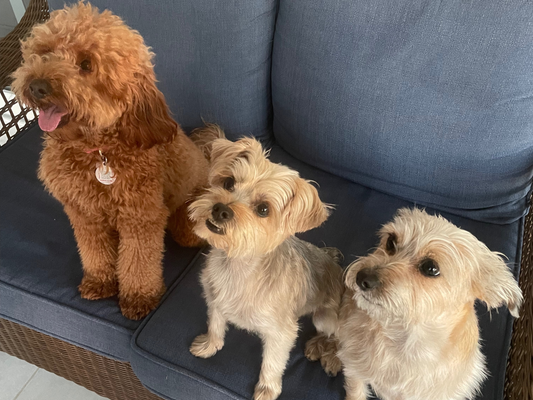 3 dogs sitting on a chair