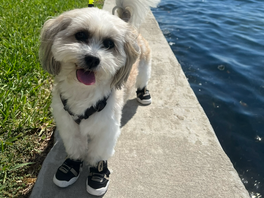 white dog with tongue out in black shoes by water and grrass