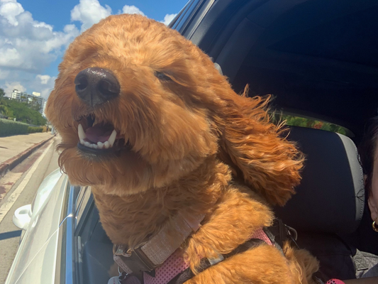 dog with face outside of car with wind blowing