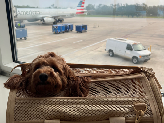 Dog-Friendly Travel with American Airlines