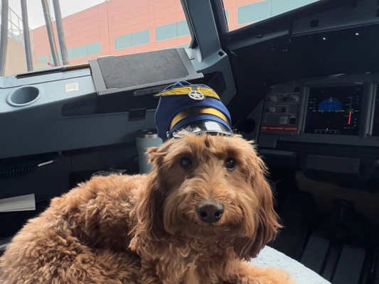 dog in pilot seat with pilot hat