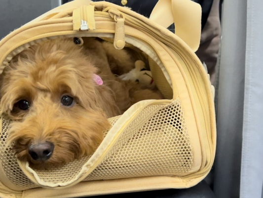 dog in airline carrier