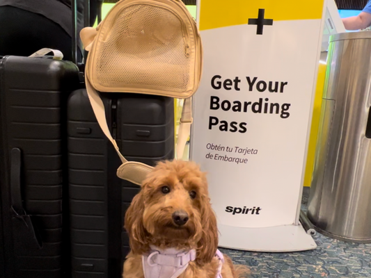 dog at airport with suitcase in back