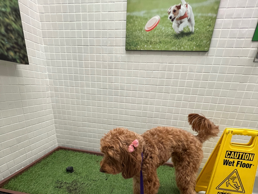 dog at airport dog bathroom area