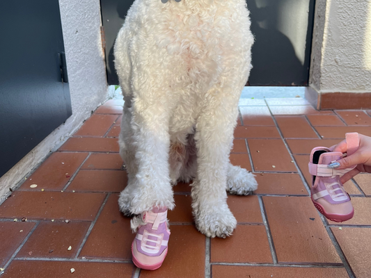 dog with one pink shoe on