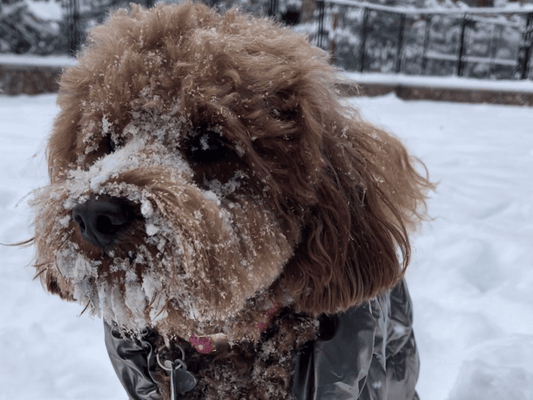 Benefits of Shoes in the Snow for Dogs