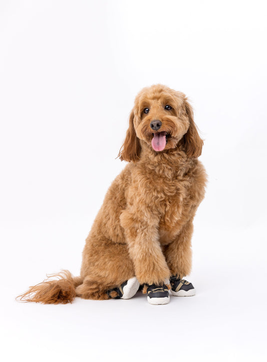 What are the Best Shoes for Dogs