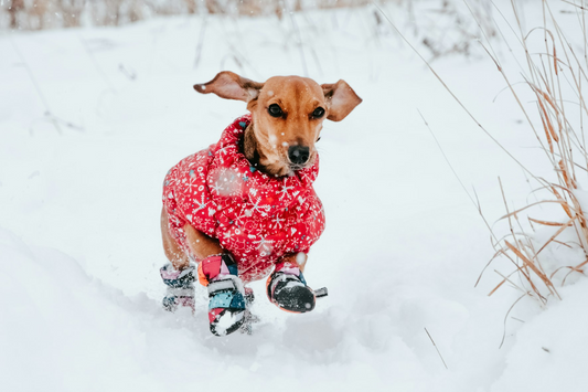 Why do dogs like shoes