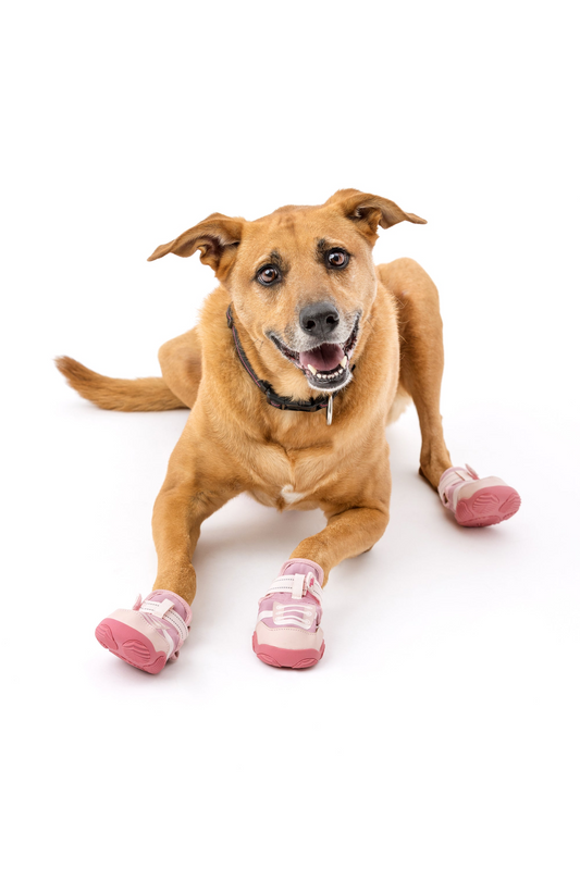 What Can Dog Shoes Help Do with