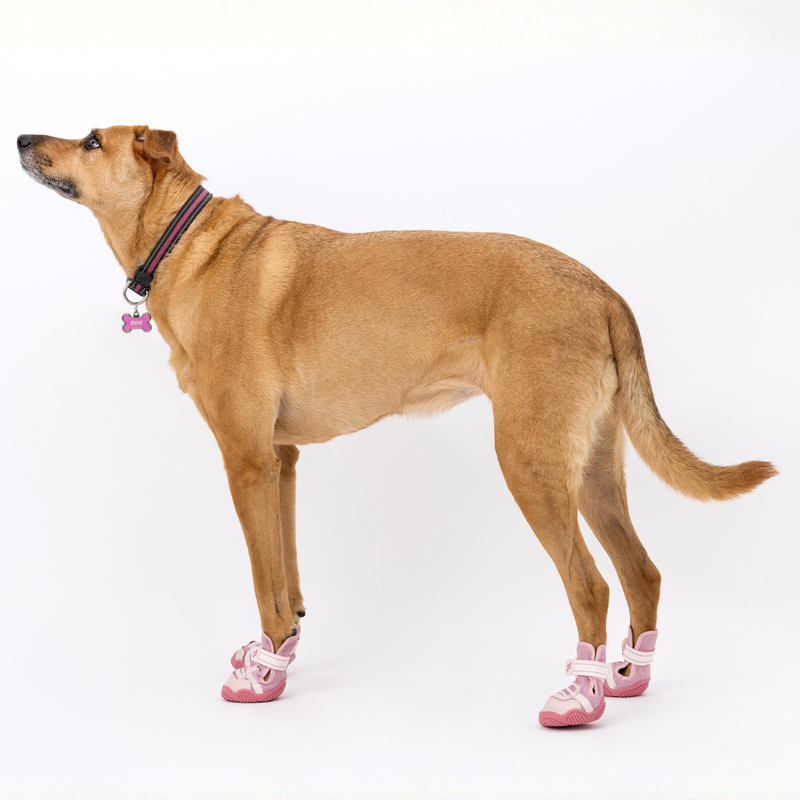 Tan dog standing in pink Kai dog sneakers, side view