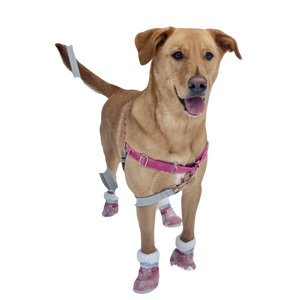 Piper
