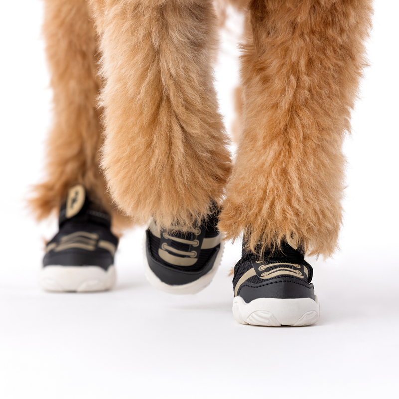 Golden doodle’s paws wearing black Kai dog sneakers, close-up