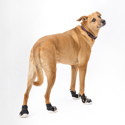 The Kai- Dog Shoes