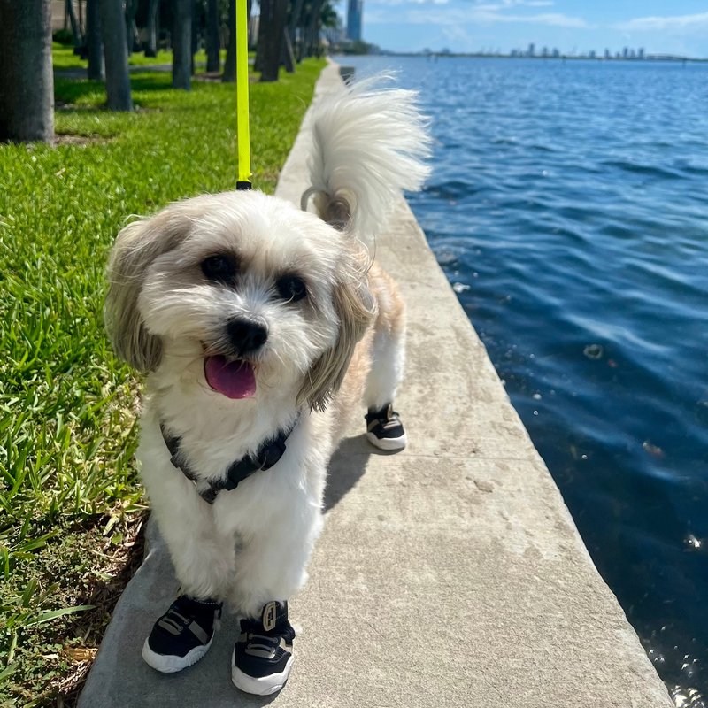 white dog in black shoes 