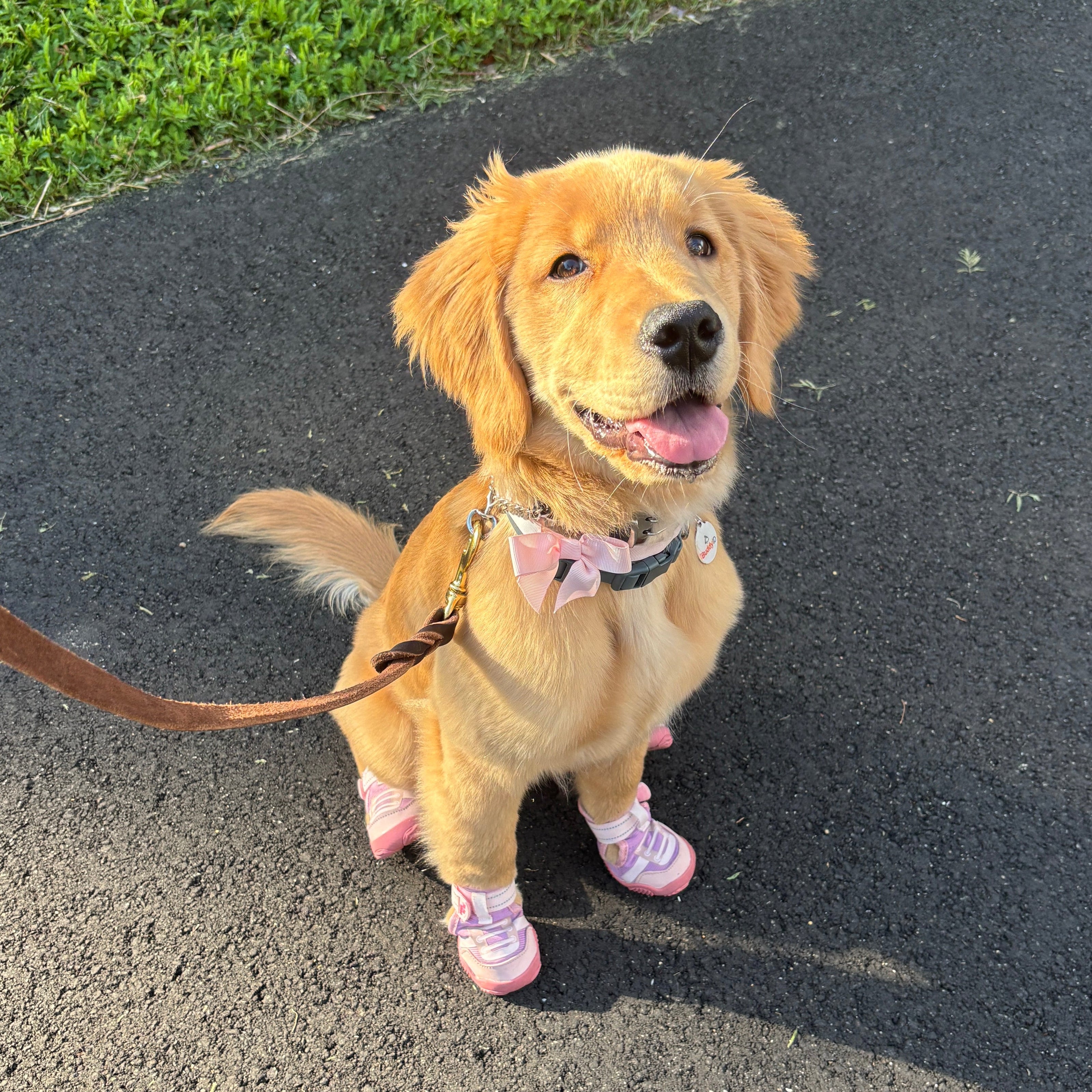 golden retriever in pink shoes