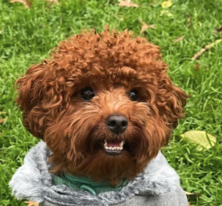 Georgie, Size XXS