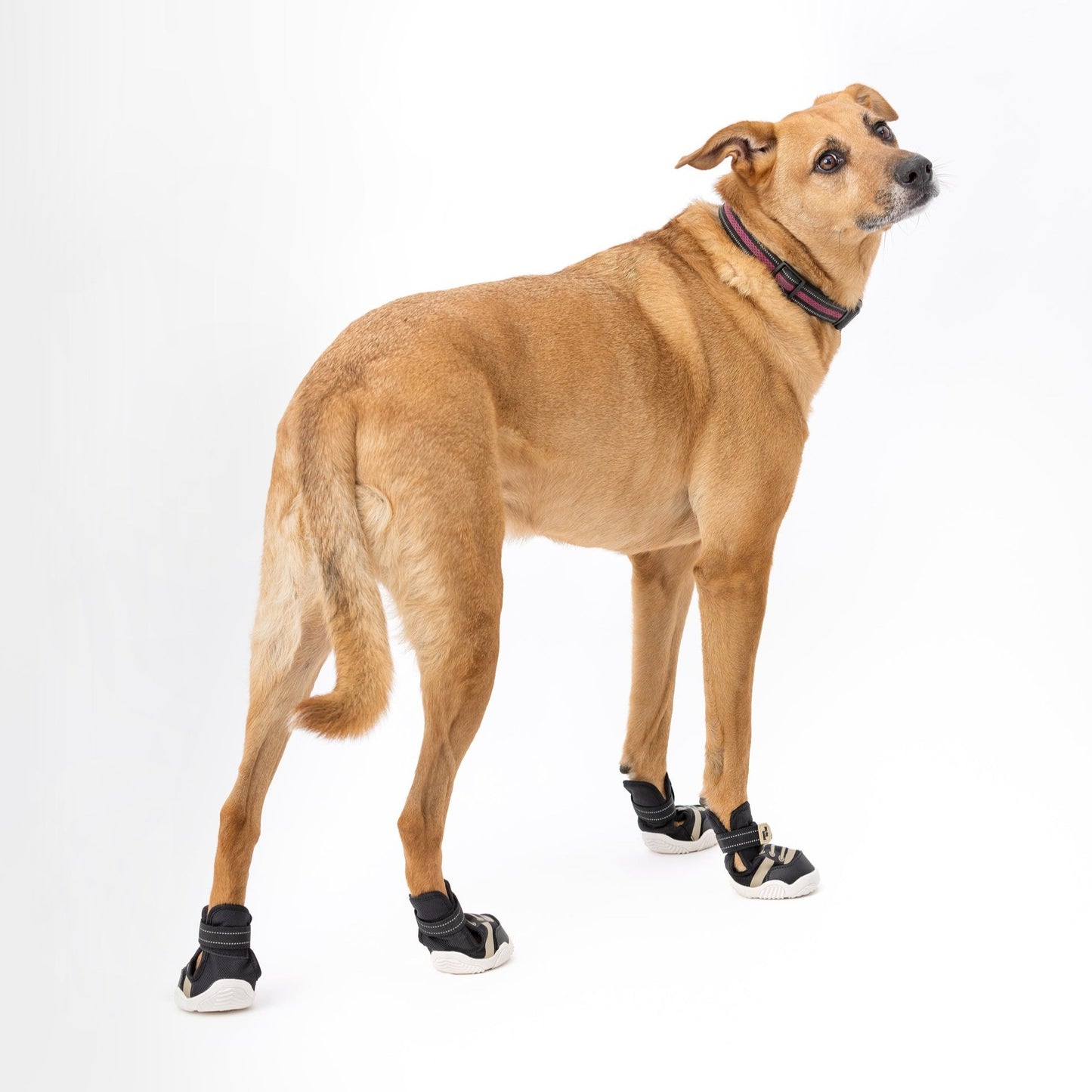 The Kai- Protective Footwear For Dogs