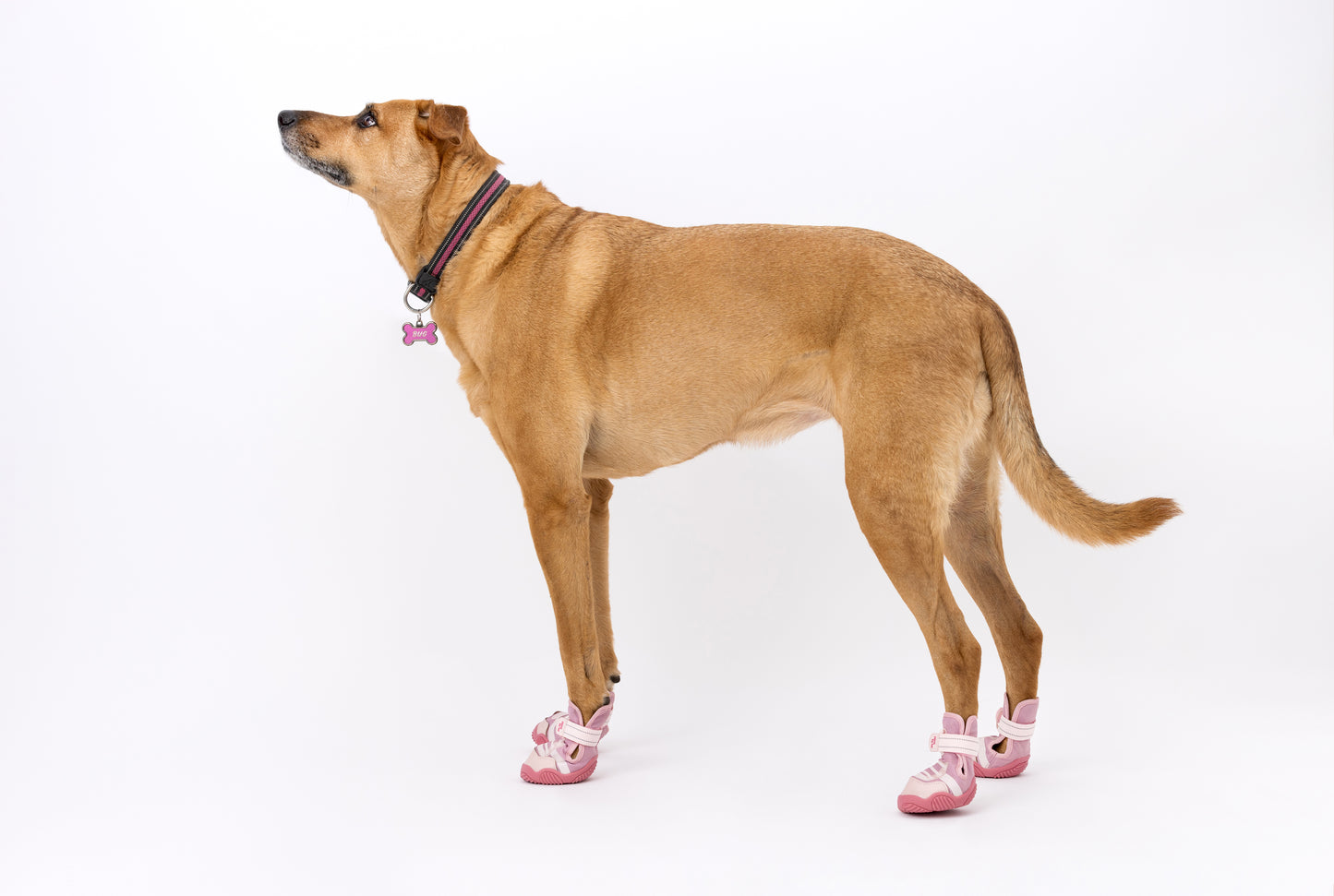 The Kai- Protective Footwear For Dogs