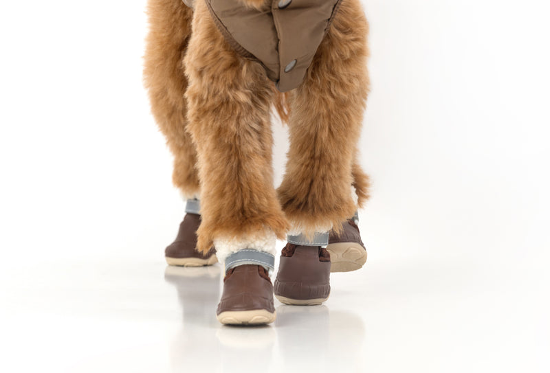 Golden doodle’s paws wearing brown Stassi dog snow boots, close-up
