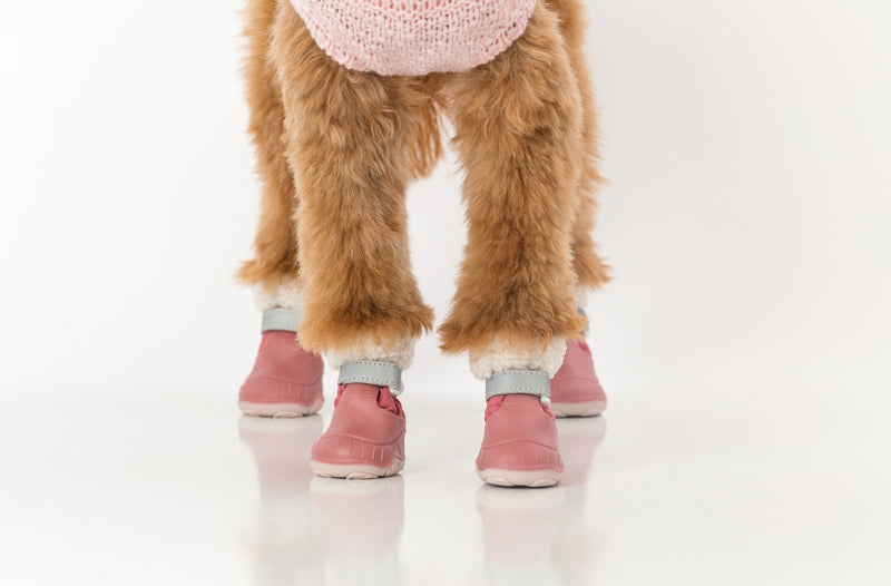 Golden doodle’s paws wearing pink Stassi dog snow boots, close-up
