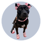 Akira, a Pitbull