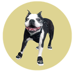 Atlas, a Boston Terrier