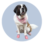 Bailey, a Saint Bernard