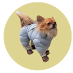 BB, a Chihuahua