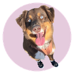 Bear, a Aussie