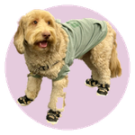 Benji, a Labradoodle