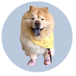 Bon Bon, a Chow Chow
