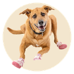 Bug, a Cur Mix
