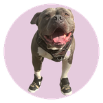 Charlie, a Standard Bully