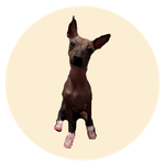 Ene, a Mexican Hairless