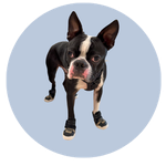 Frank, a Boston Terrier