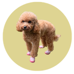 Georgie, a Mini Poodle