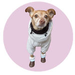 Harley, a Mini Pinscher