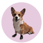 Hera, a Corgi