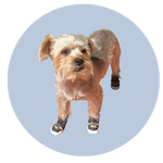 Izzy, a Yorkie Mix