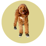 Kaiya, a Micro Goldendoodle